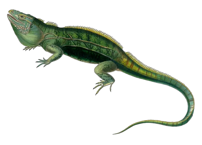 Iguana PNG
