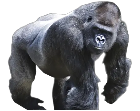 Gorilla PNG