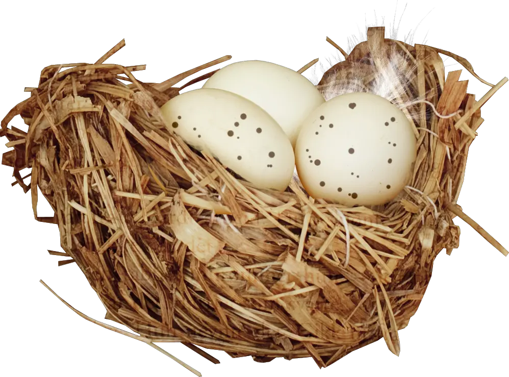 Nest PNG