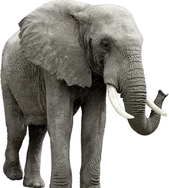 Elephant PNG