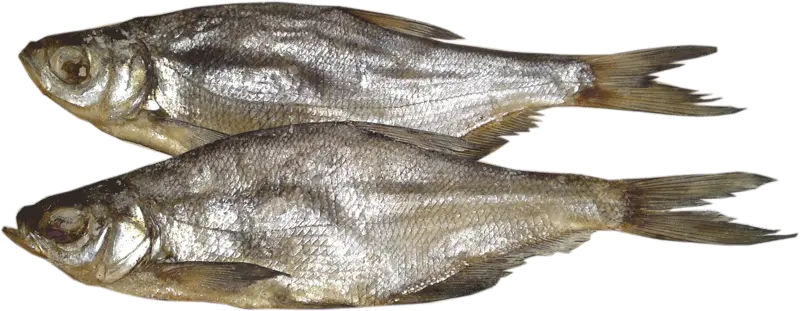 Fish PNG