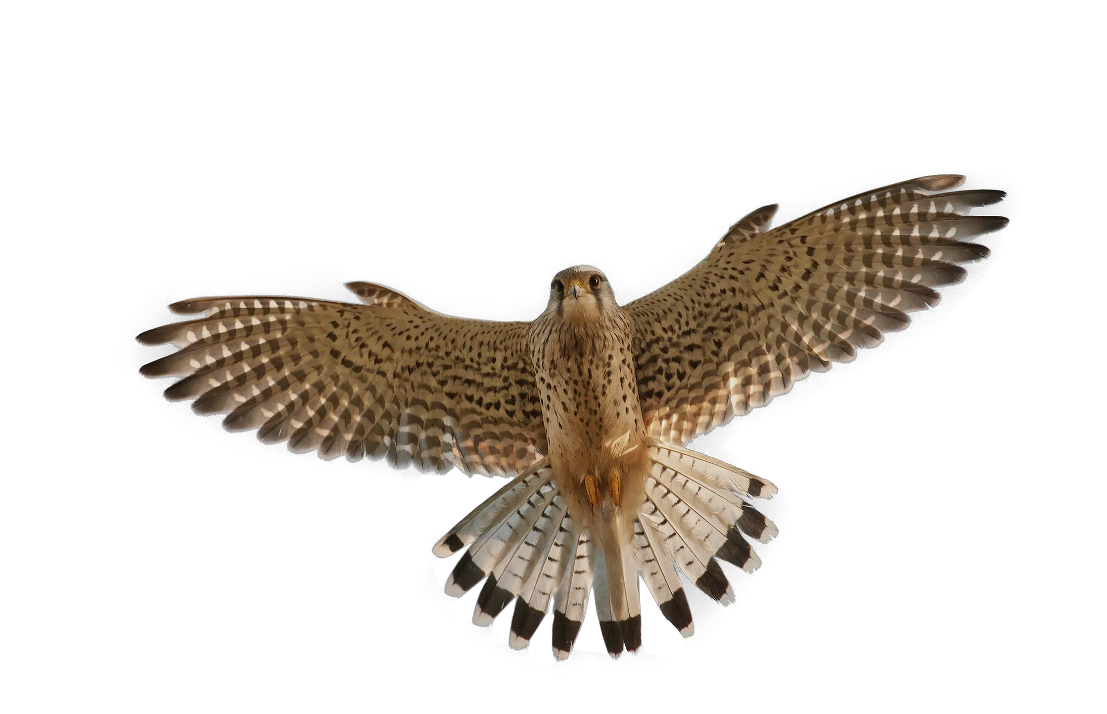 Falcon PNG