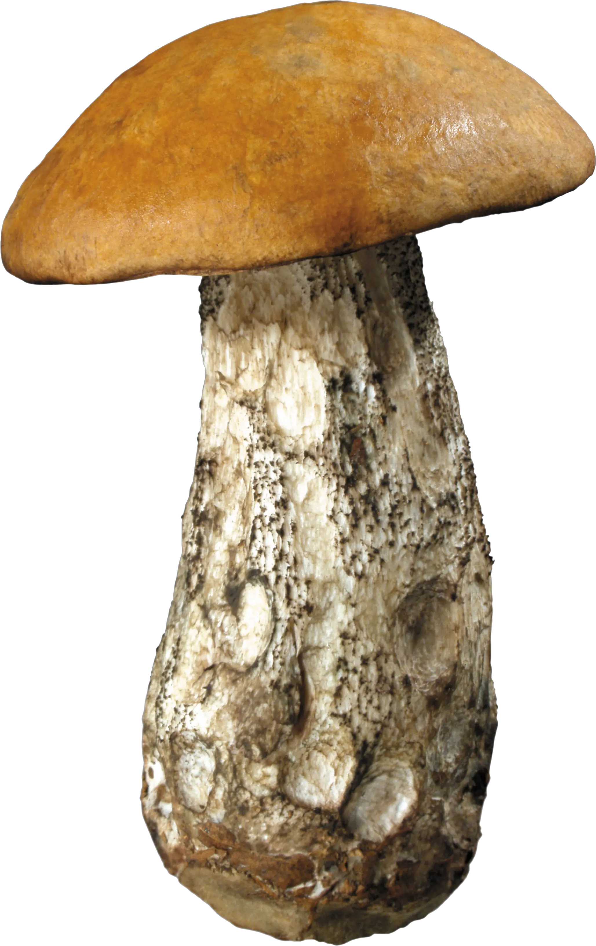 Mushroom PNG image