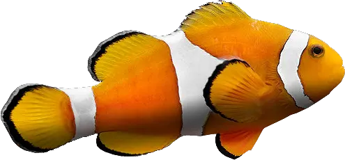 Fish PNG