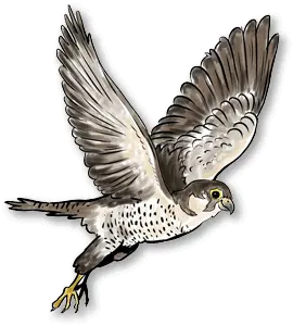 Falcon PNG