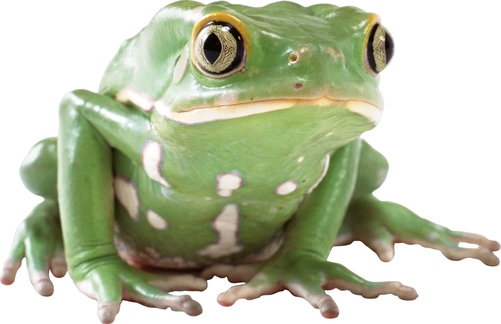 frog PNG image