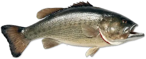 Fish PNG