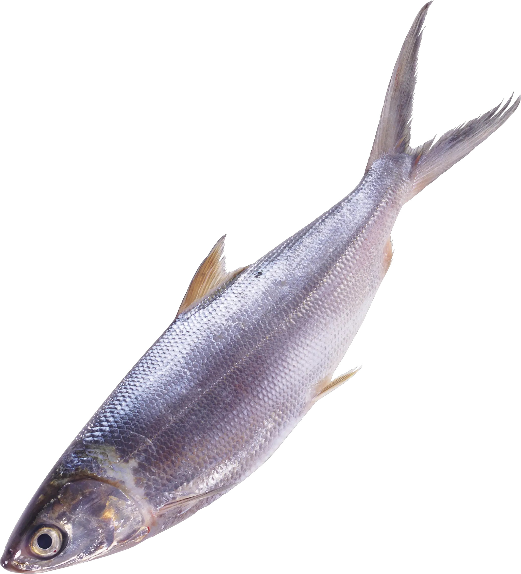 fish PNG image