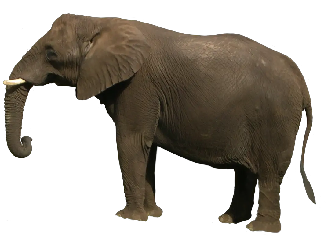 Elephant PNG