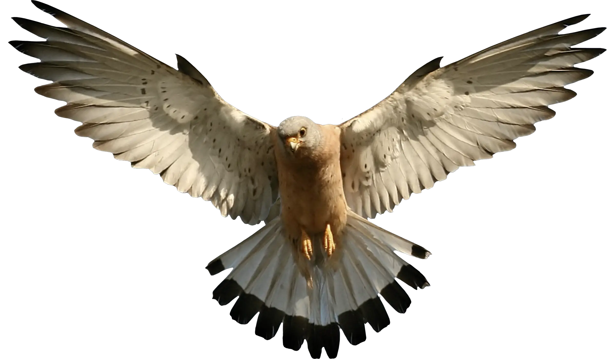 Falcon PNG