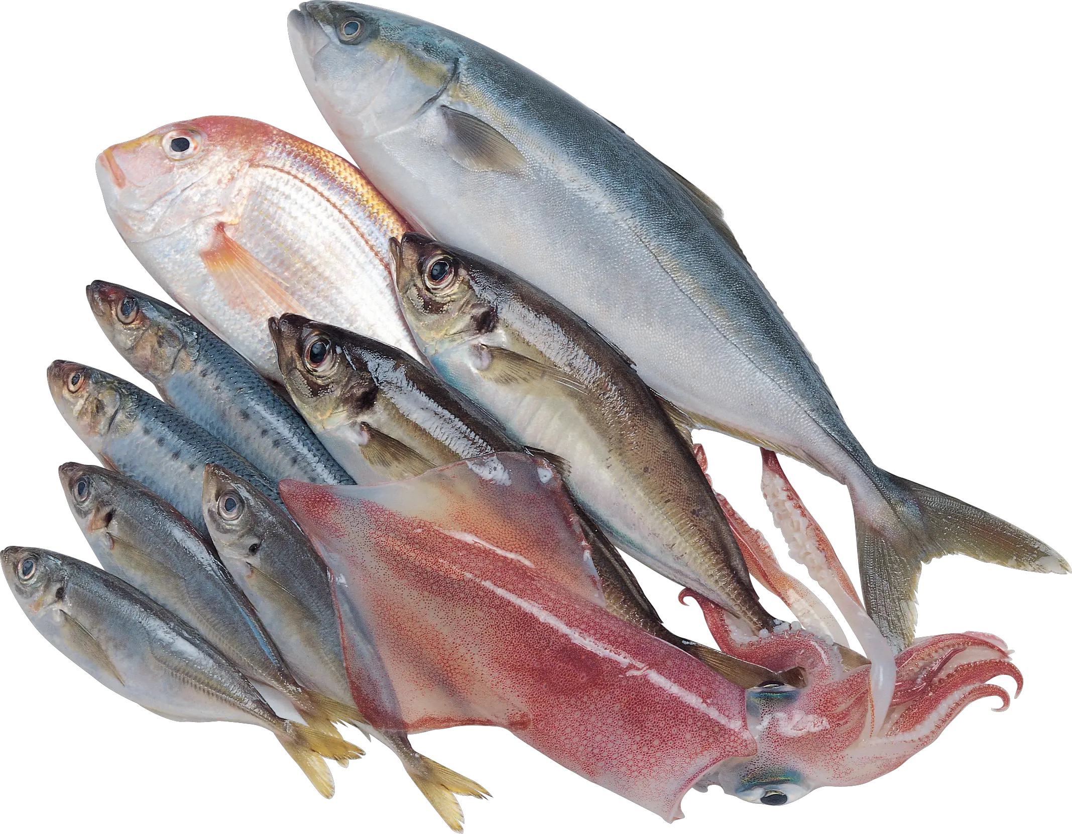 Fish PNG