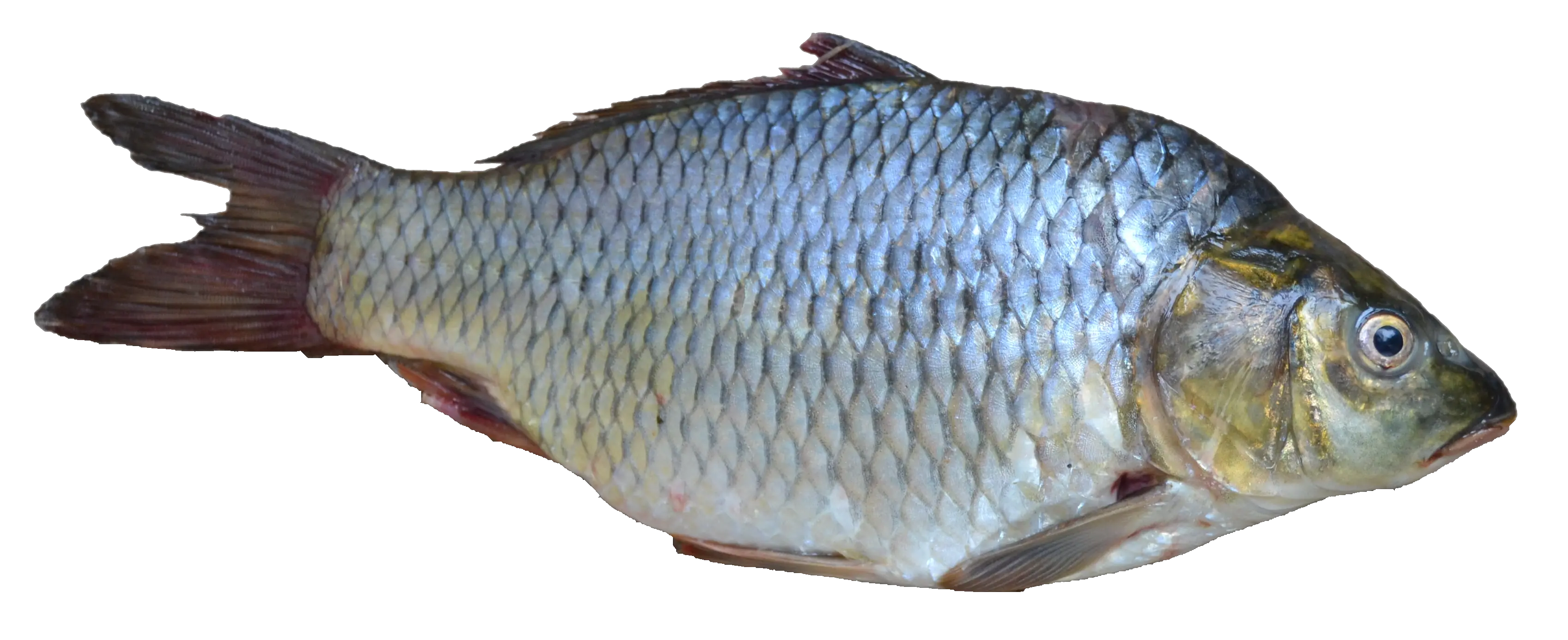 fish PNG image