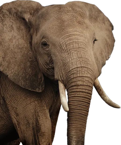 Elephant PNG