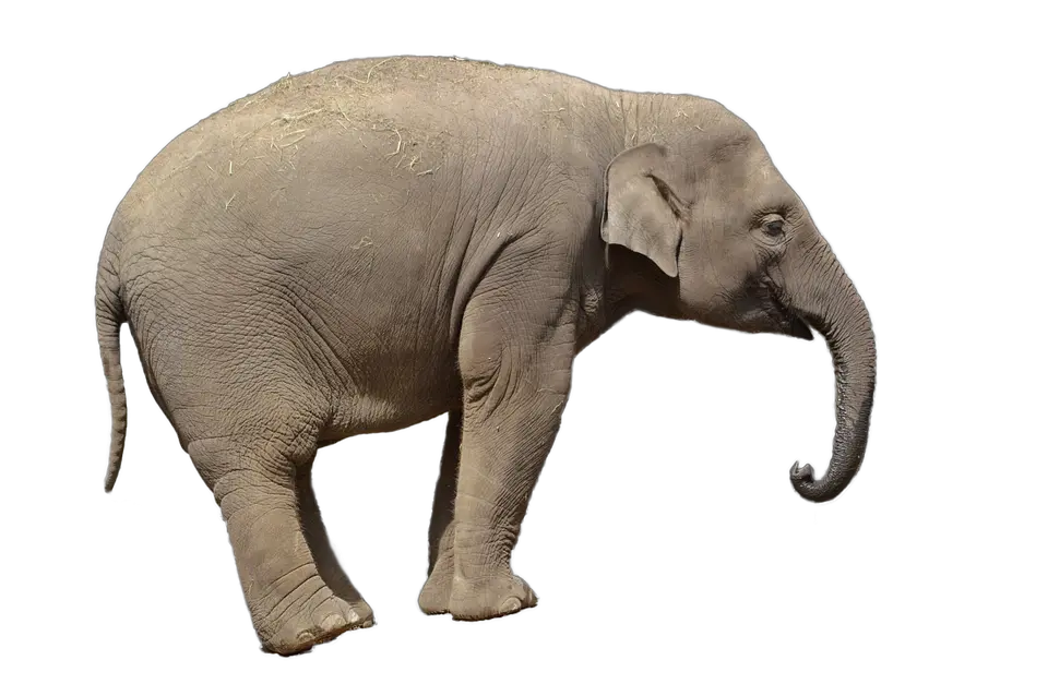 Elephant PNG
