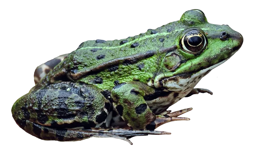 Frog PNG