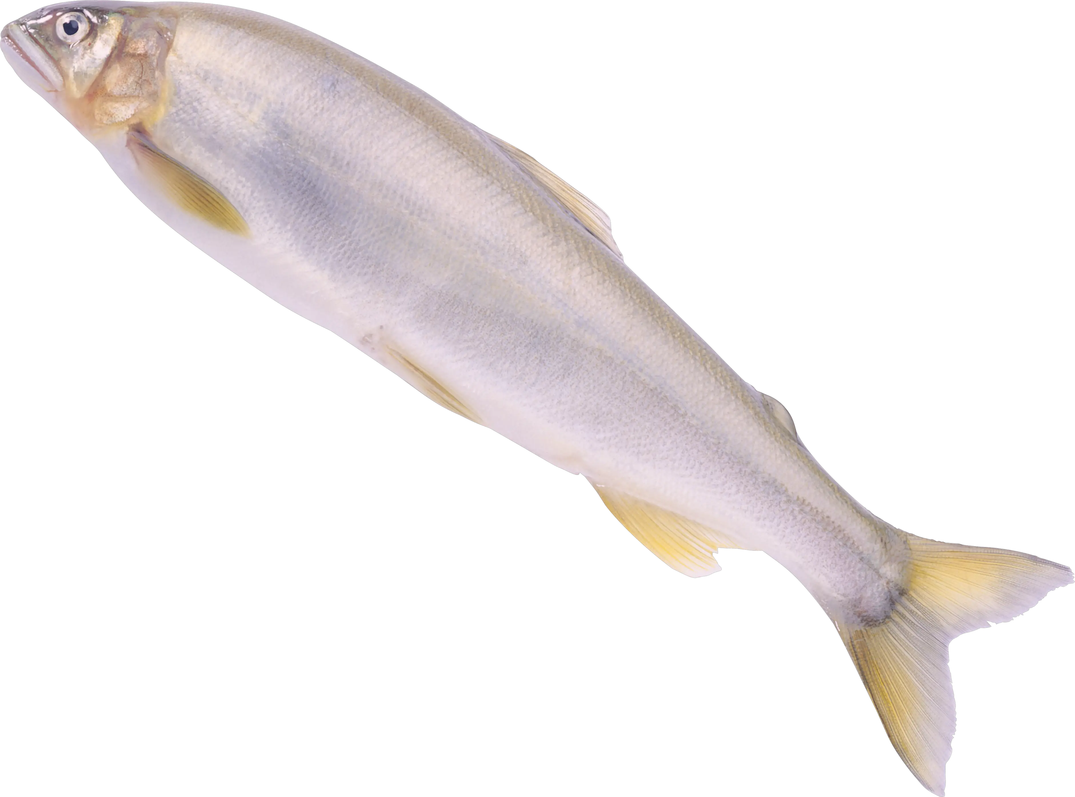 Fish PNG