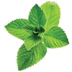 Pepermint PNG