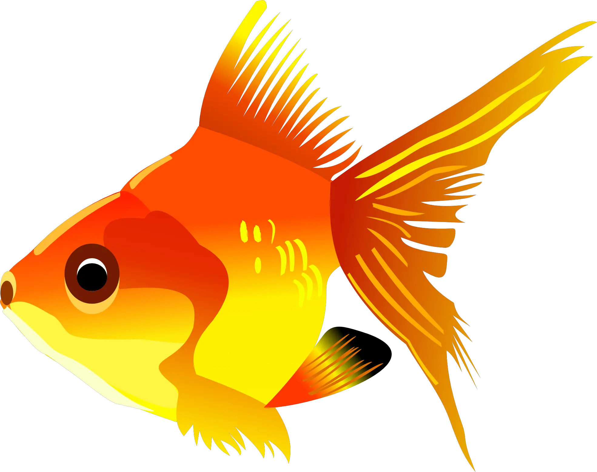 gold fish PNG image