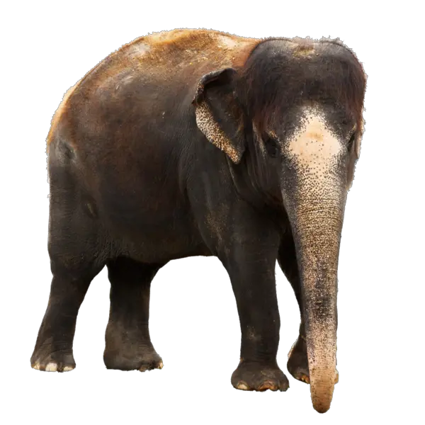 Elephant PNG