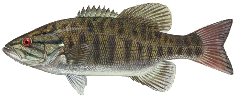 fish PNG image