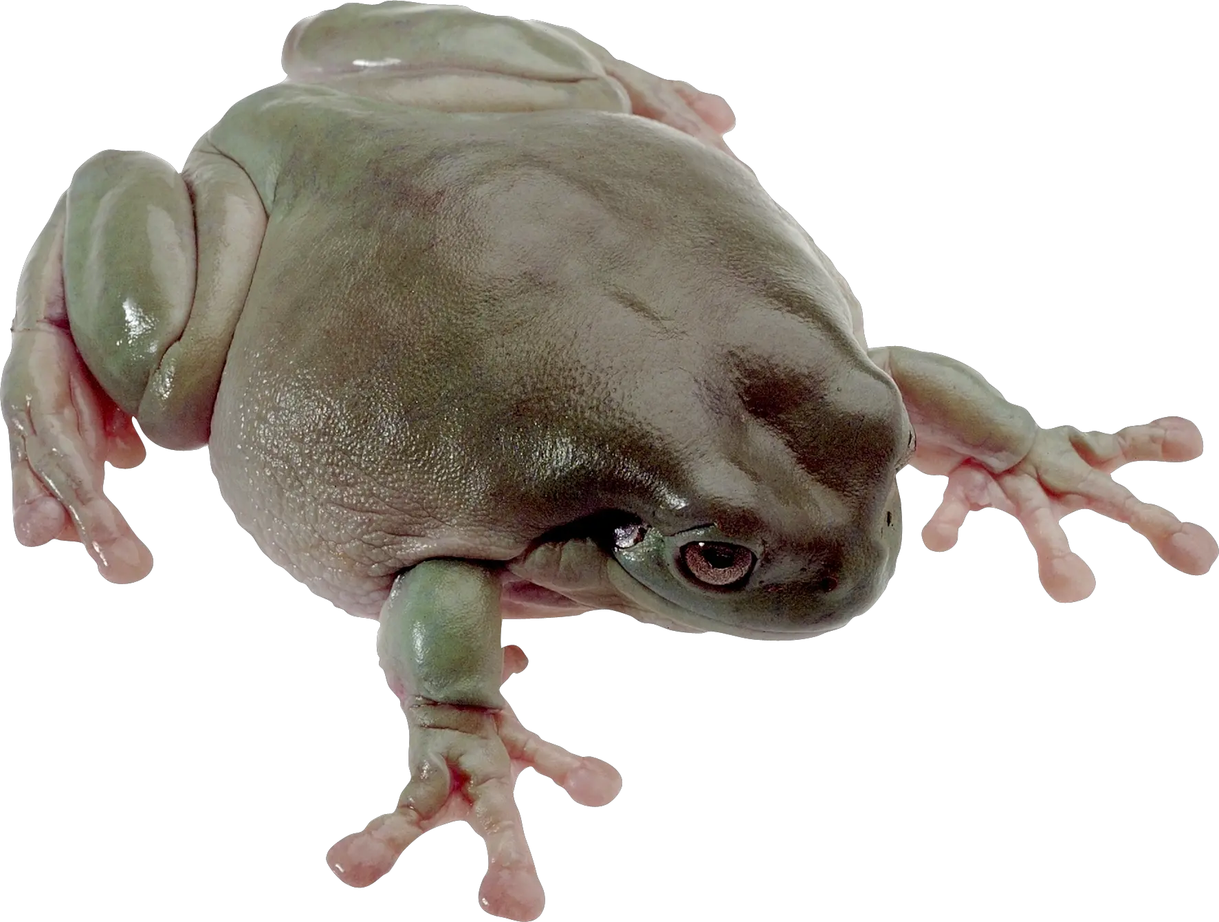 Frog PNG