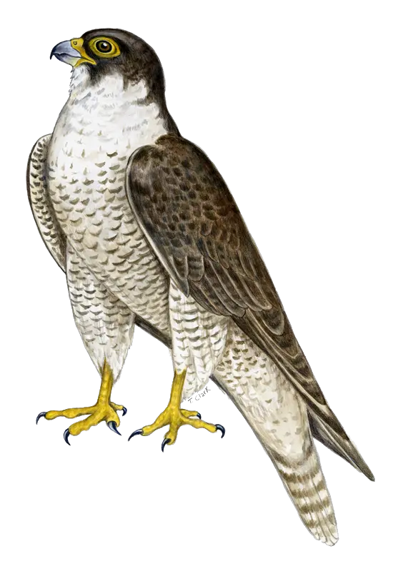 Falcon PNG