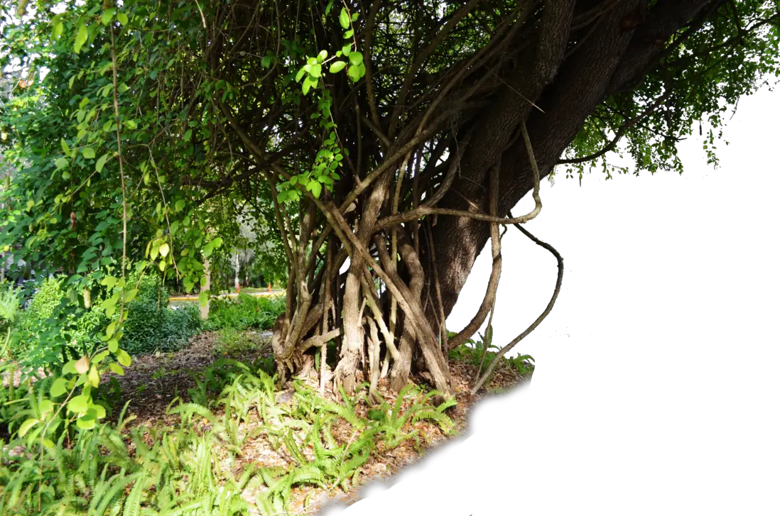Jungle PNG