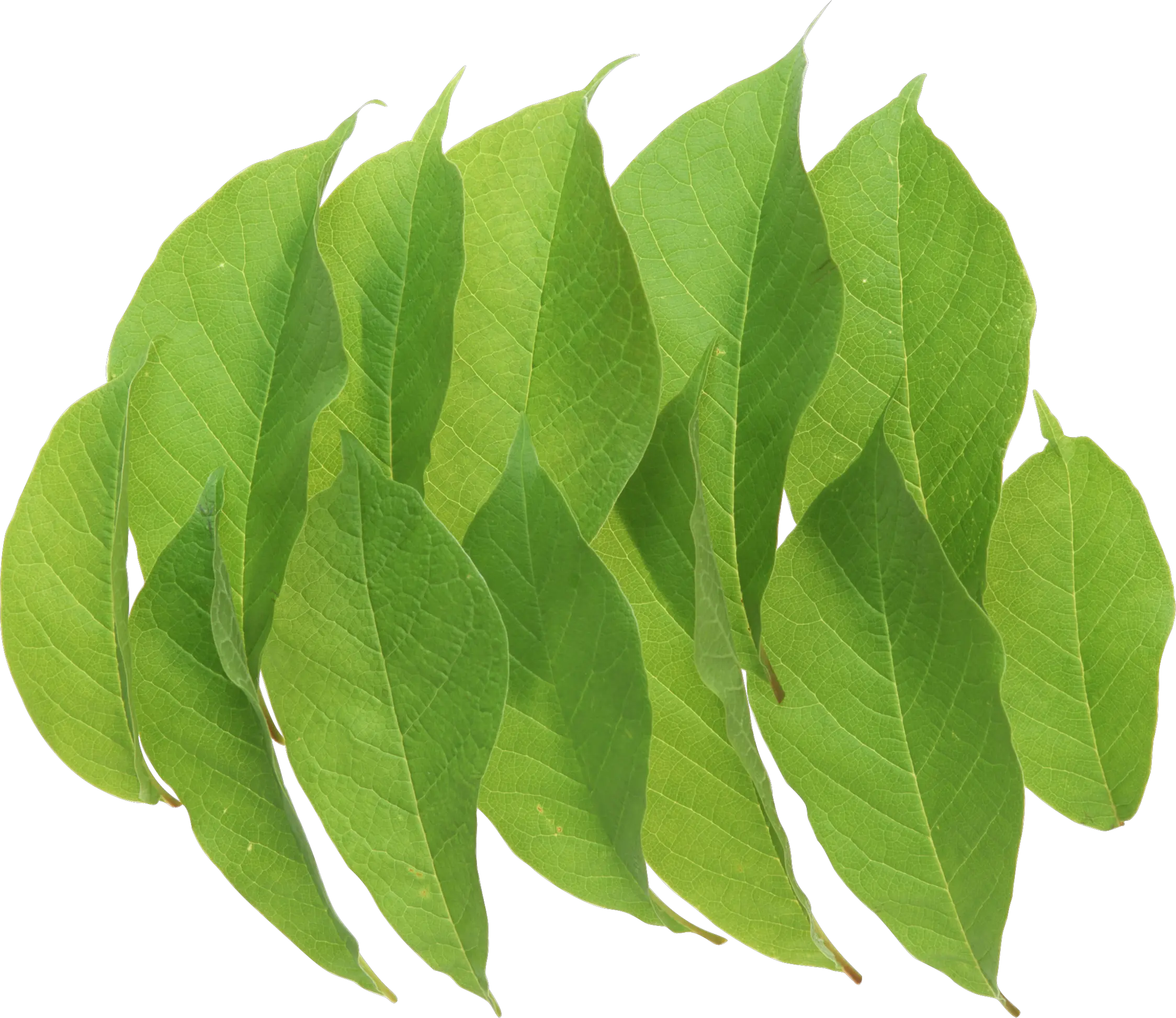 Green leaf PNG