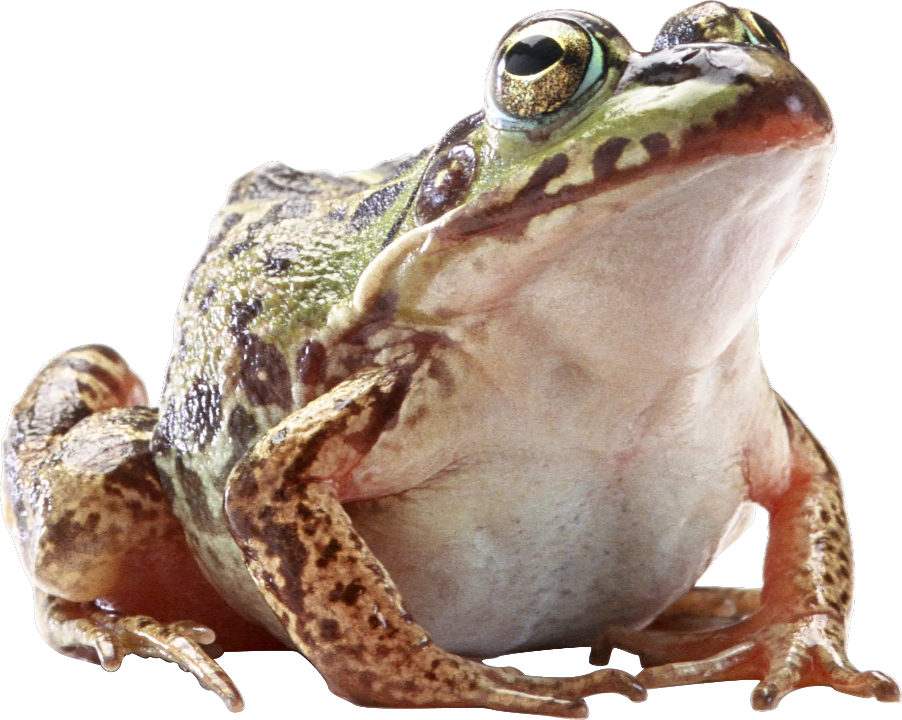 Frog PNG