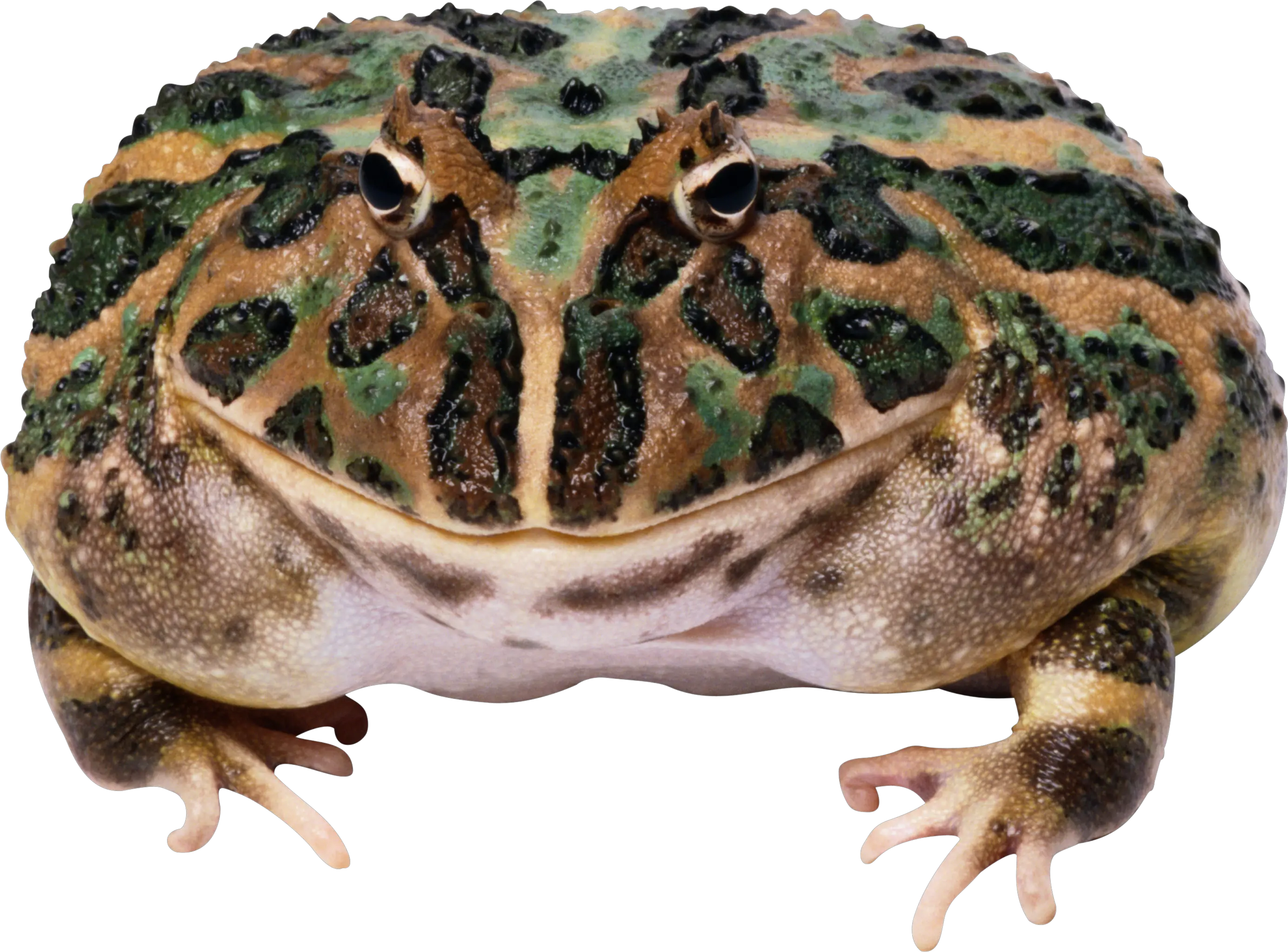 Frog PNG