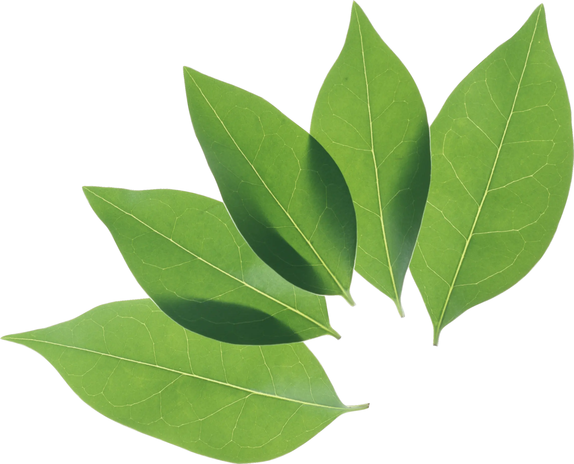 Green leaf PNG