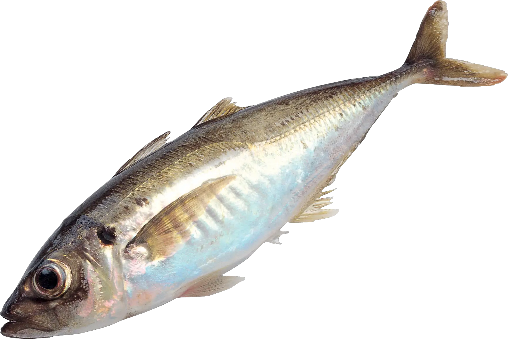 Fish PNG