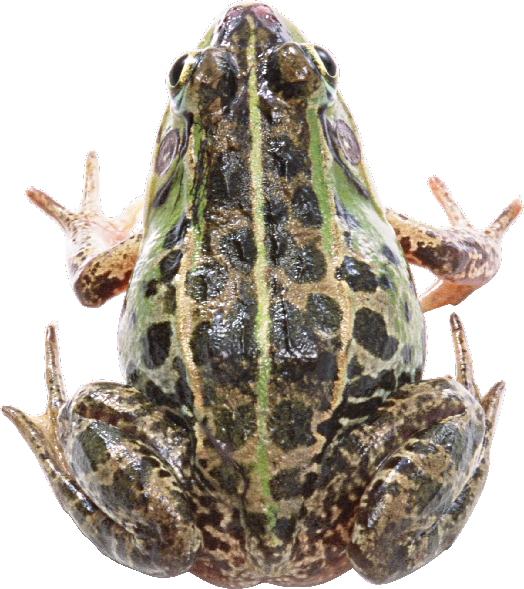 frog PNG image