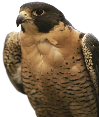 Falcon PNG