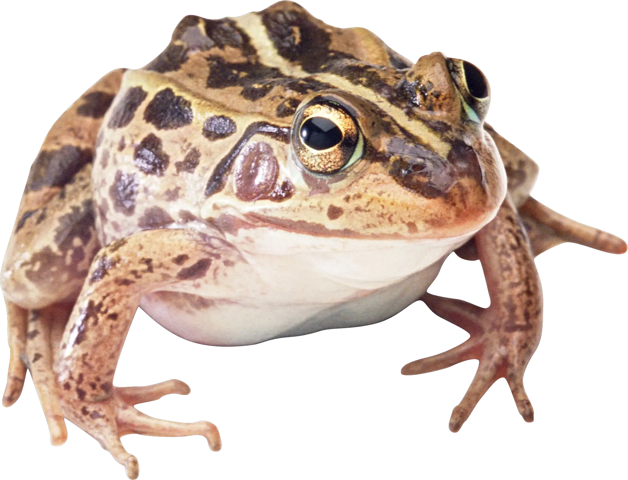 Frog PNG