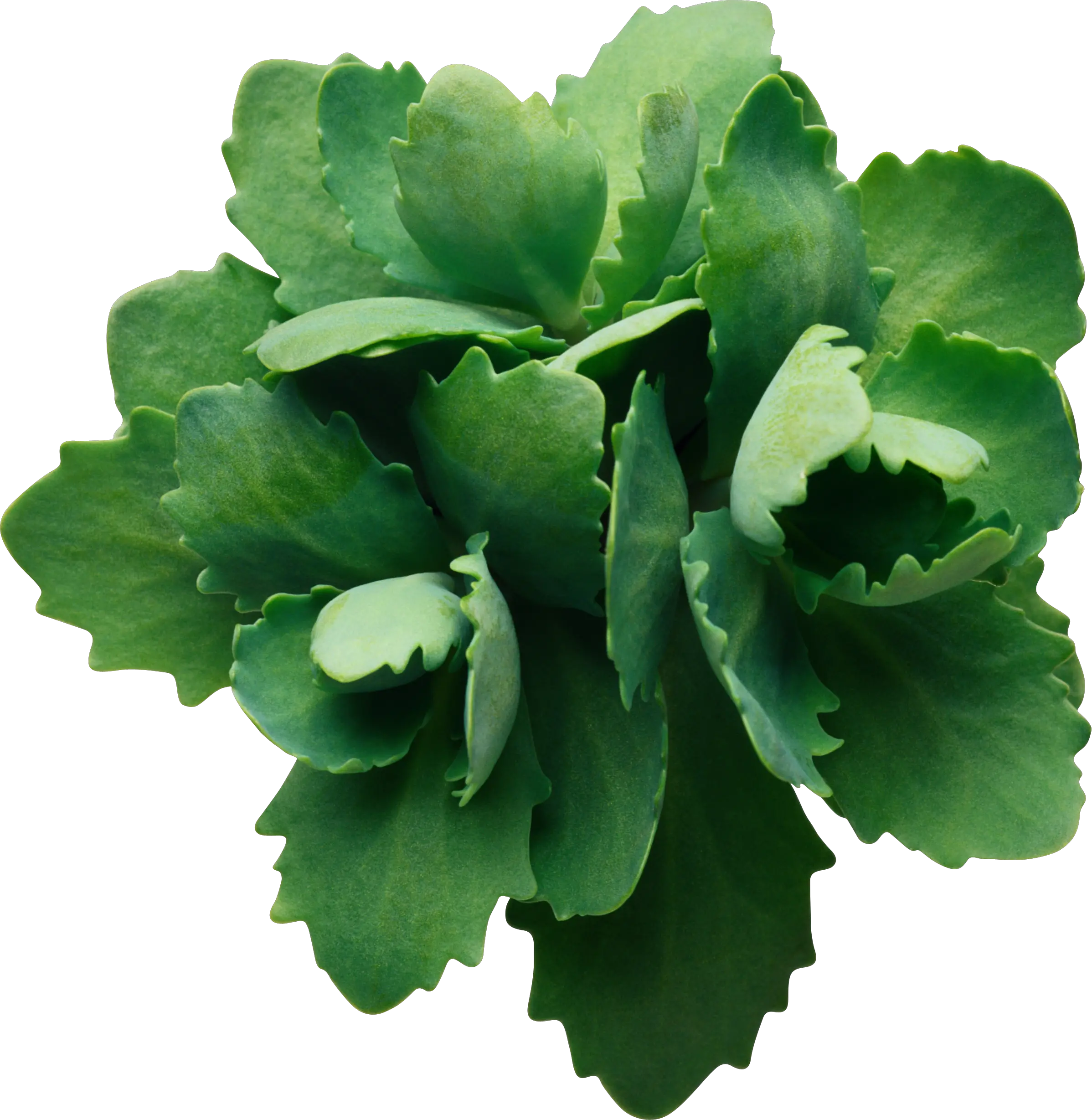 Green leaf PNG