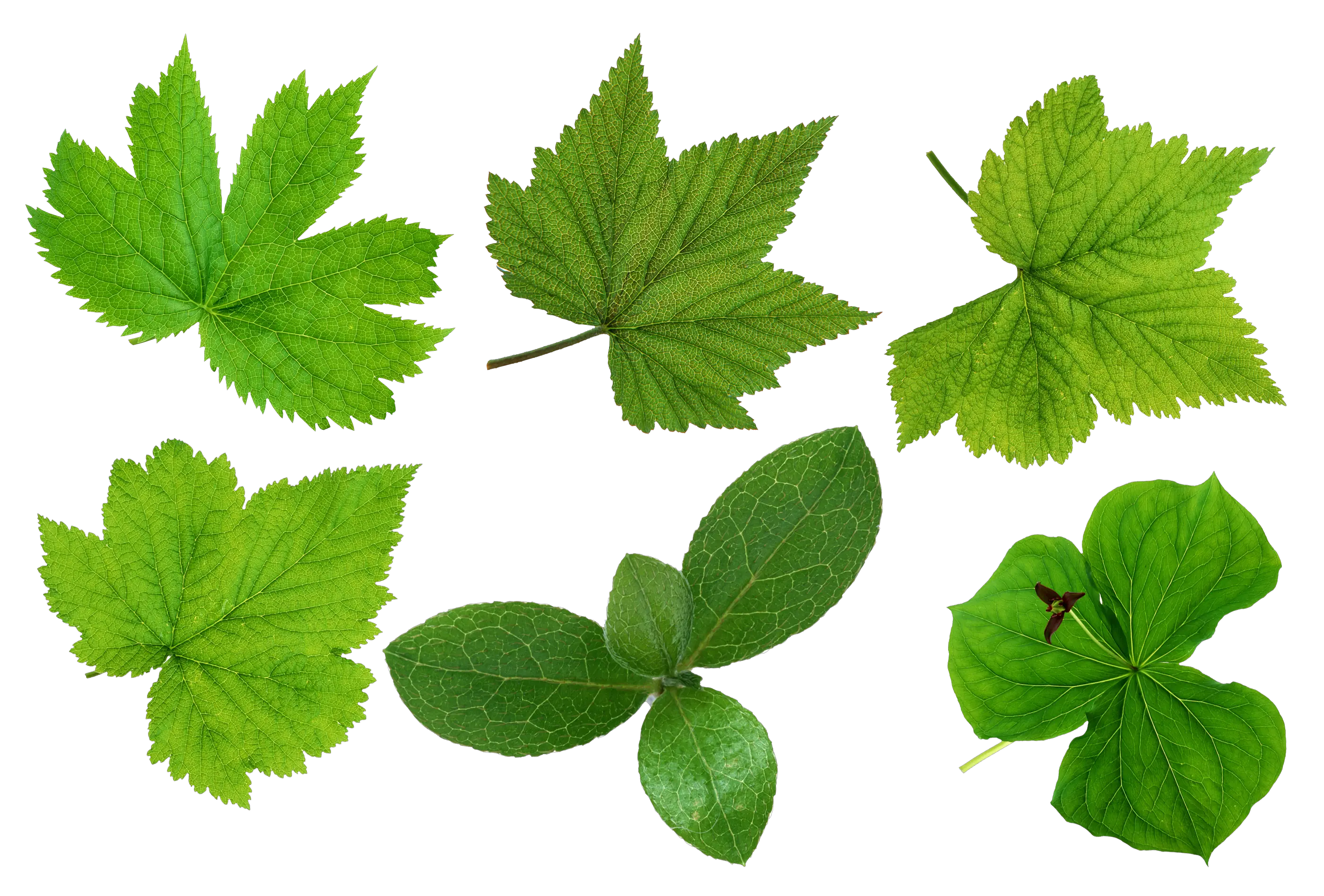 Green leaves picture PNG