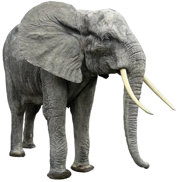Elephant PNG