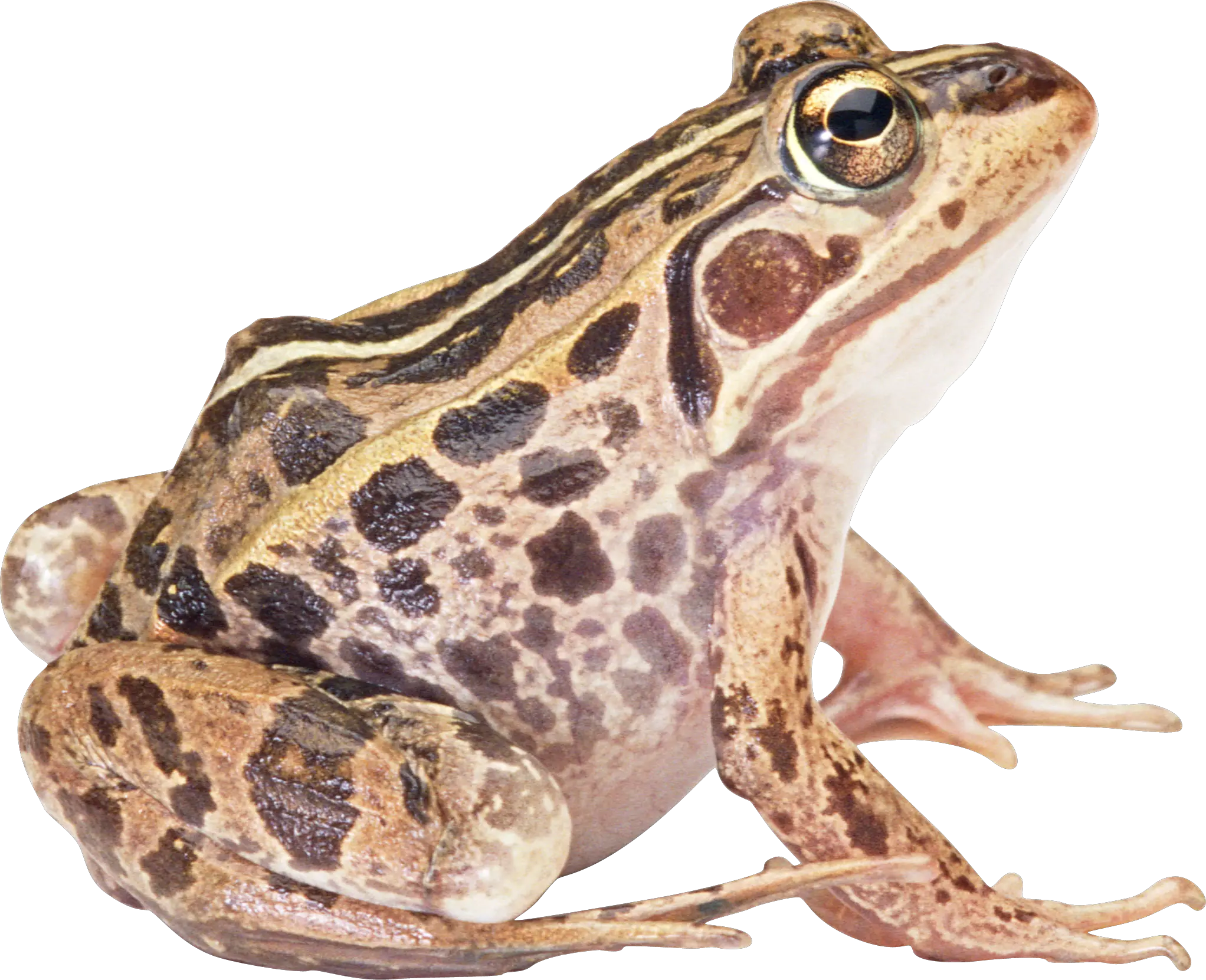 frog PNG image