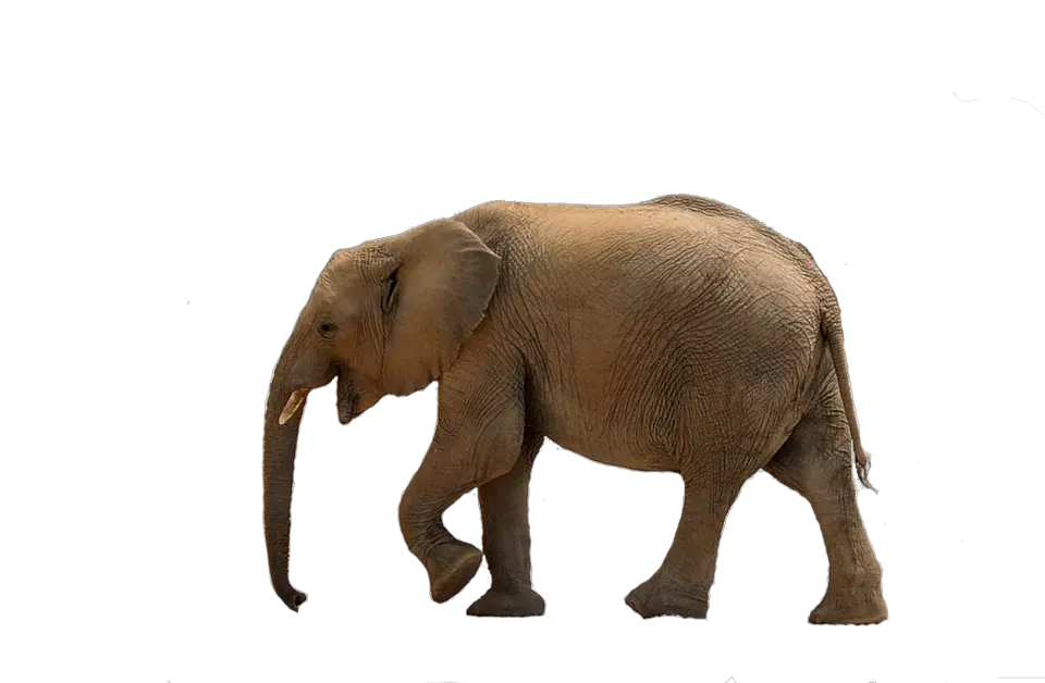 Elephant PNG
