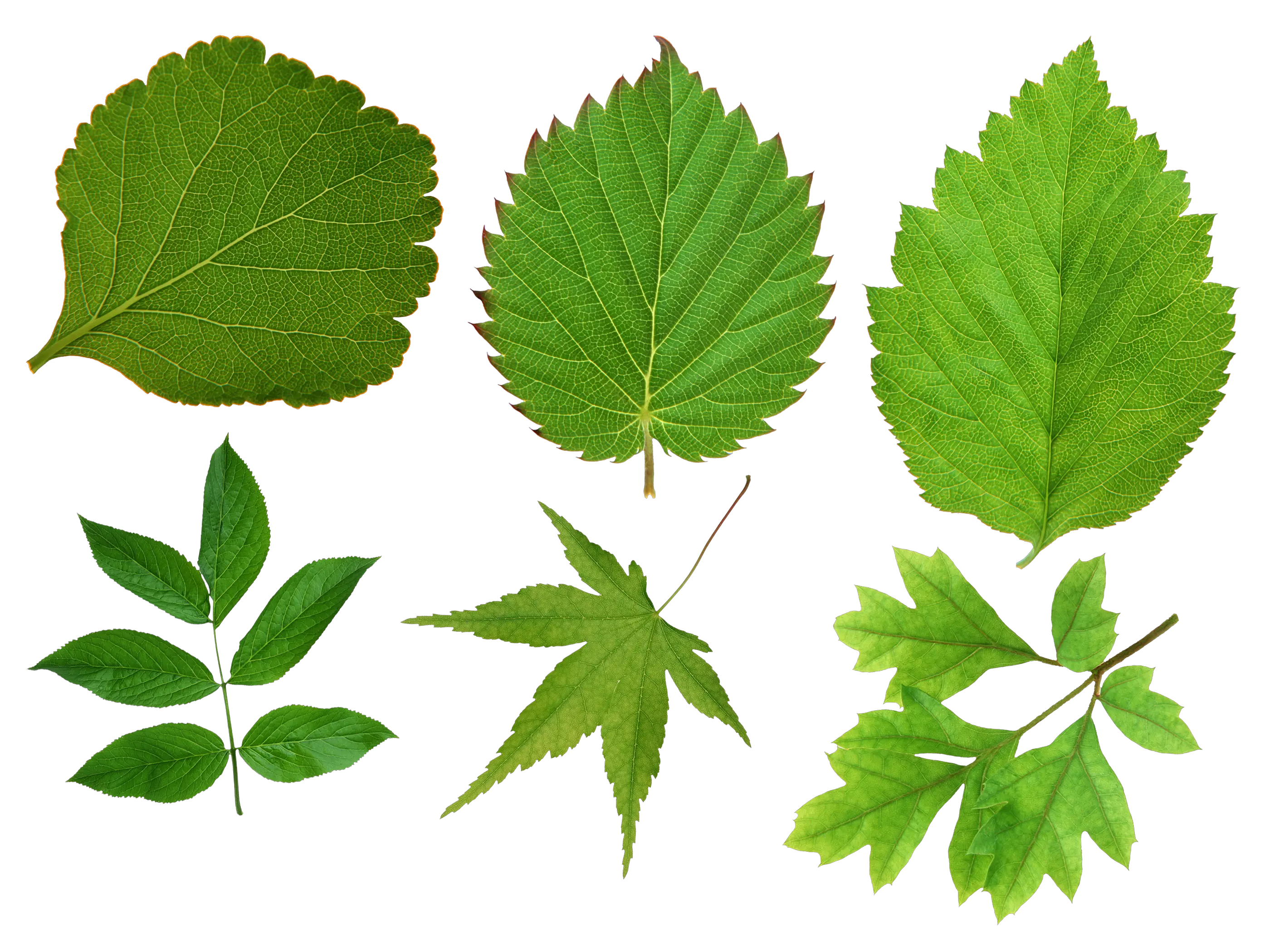 Green leaf PNG