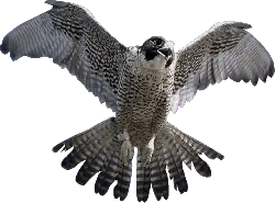 Falcon PNG