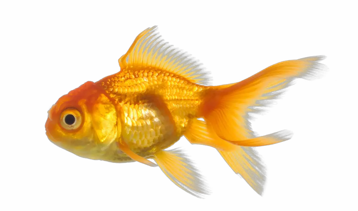 gold fish PNG image