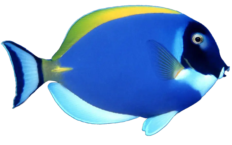 blue fish PNG image