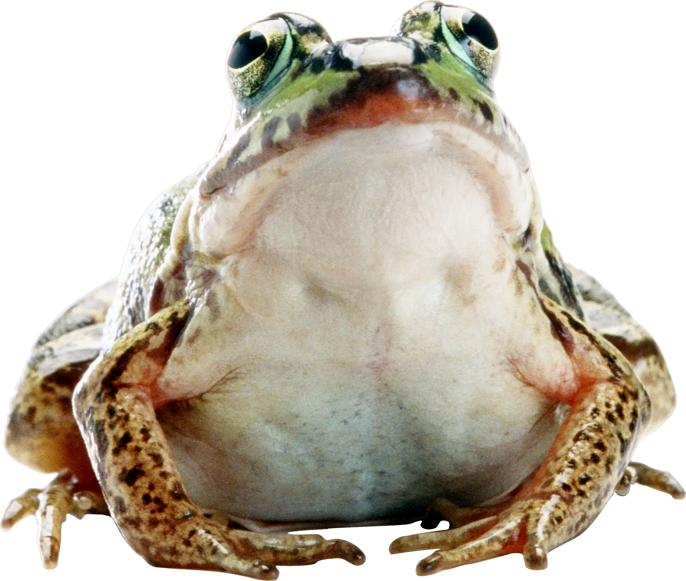 Frog PNG