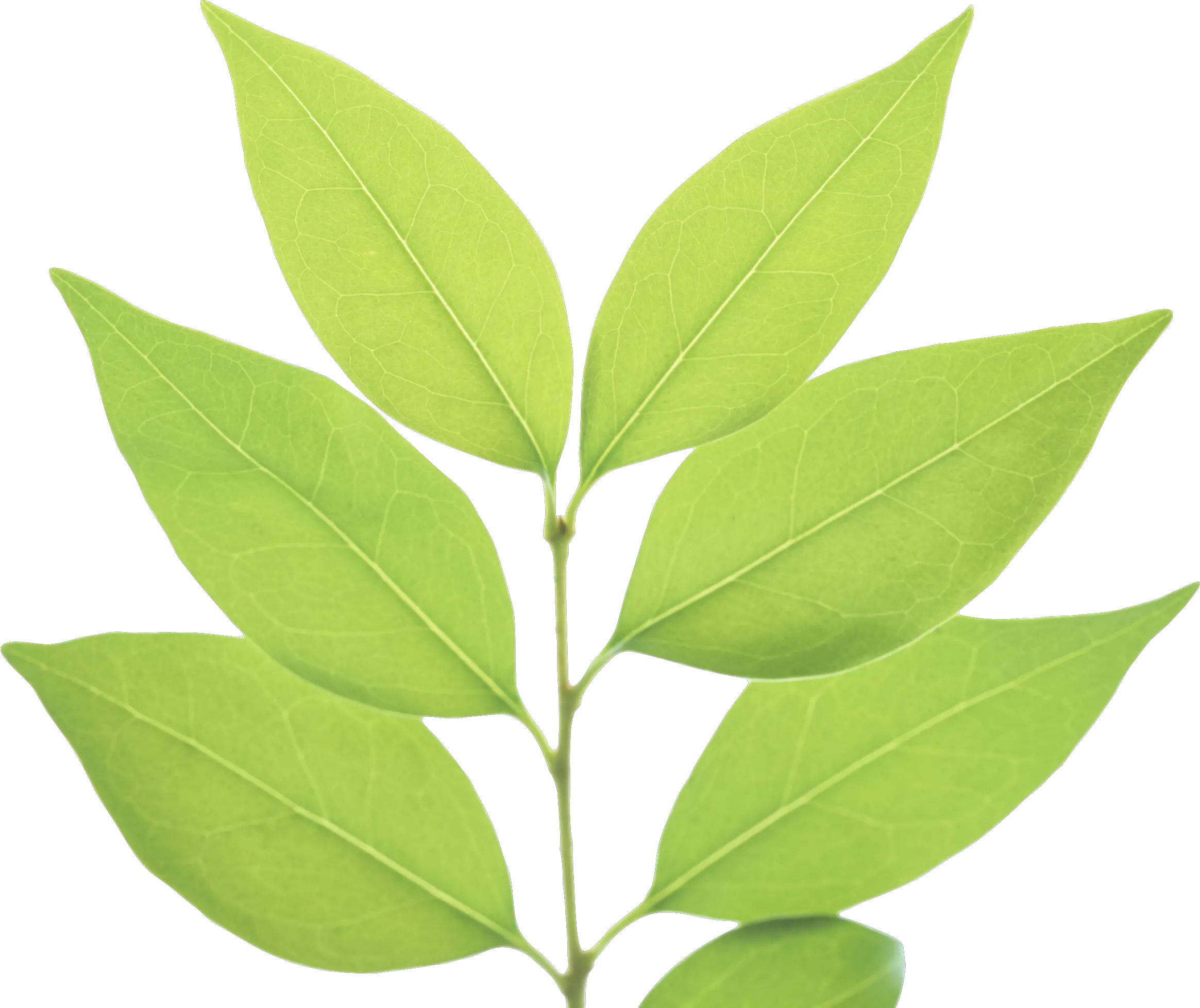 Green leaf PNG