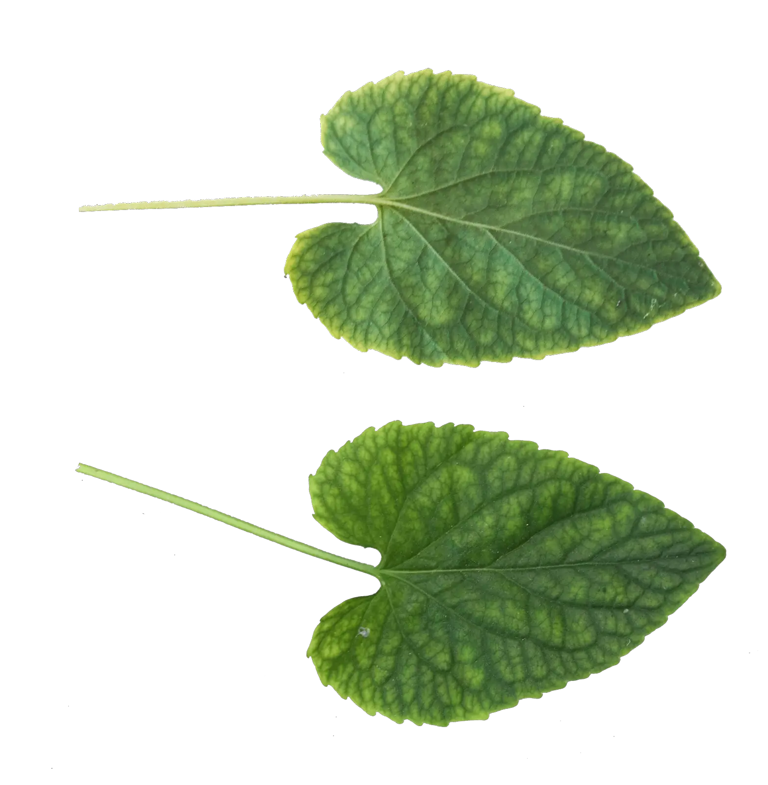 Green leaf PNG