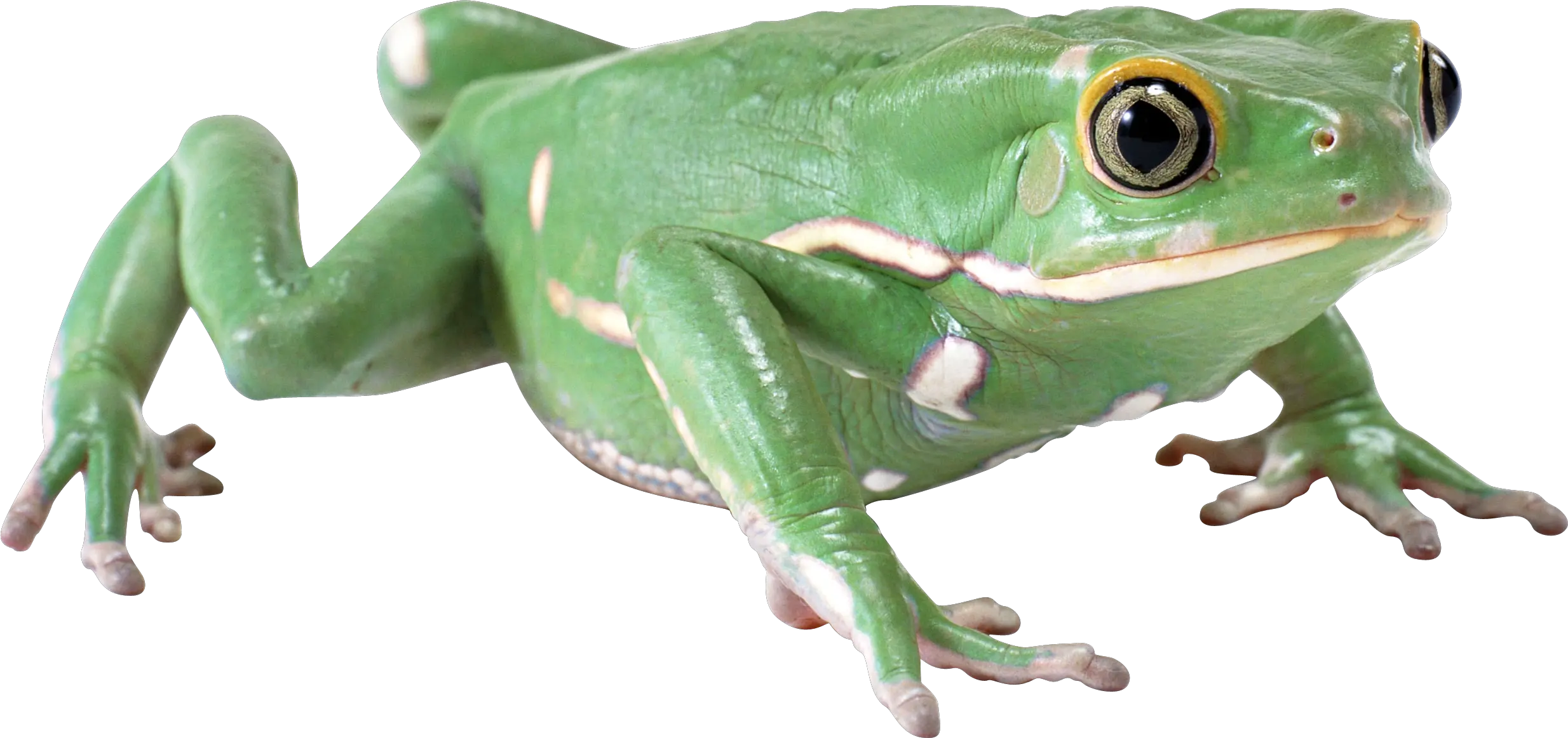 Green frog PNG