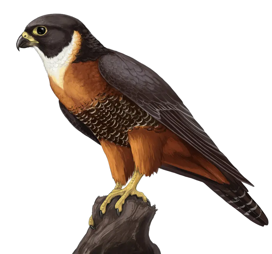 Falcon PNG