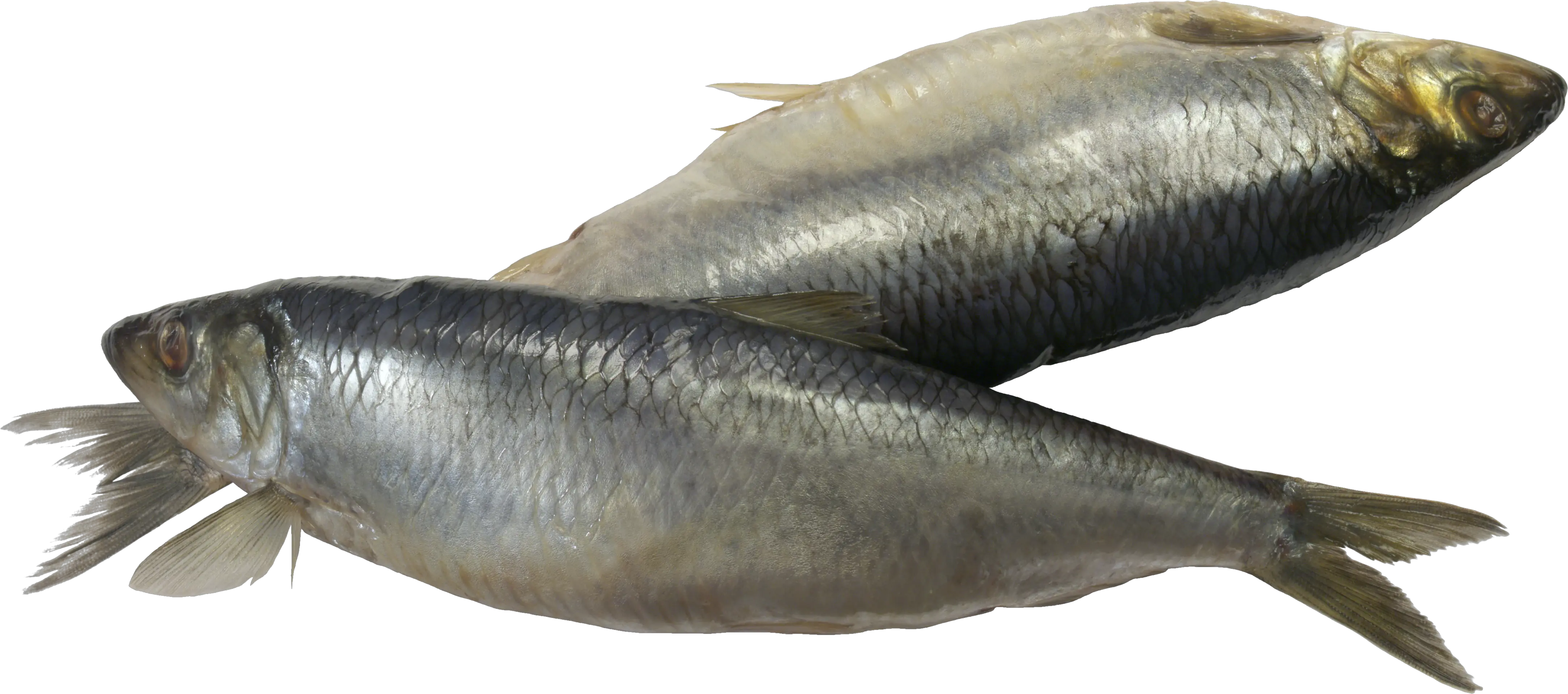 Fish PNG